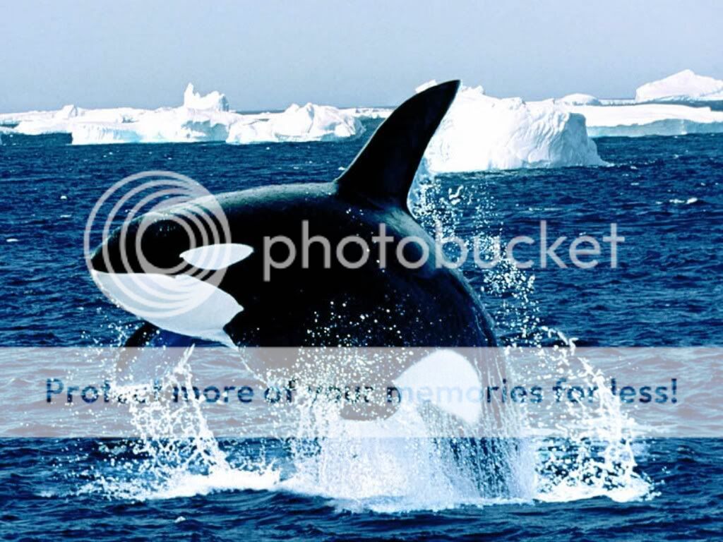 killer whale Pictures, Images and Photos