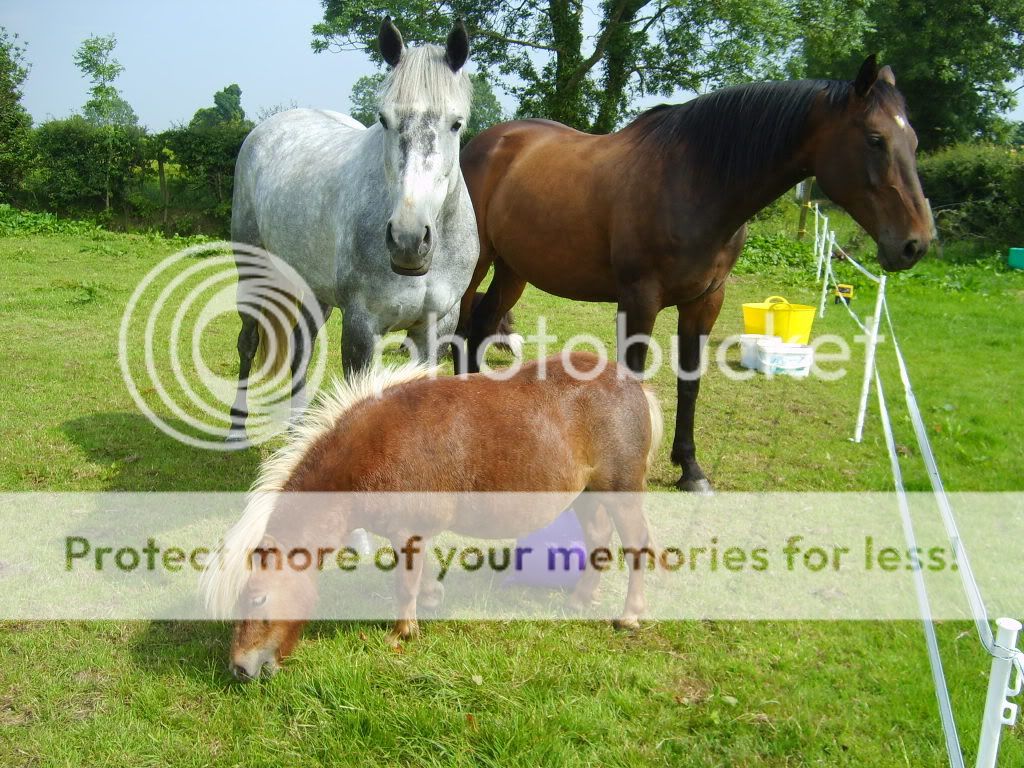 Diets for FAT horses! Pics