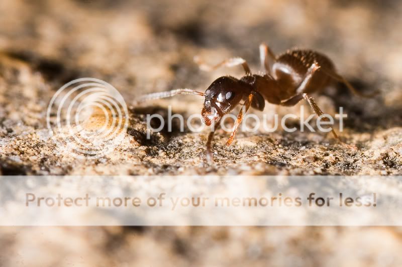 IMAGE: http://i352.photobucket.com/albums/r356/bouncingnrg/stuff/IMG_9906.jpg?t=1269196467