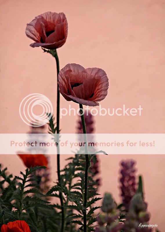 ...poppy pinк...
